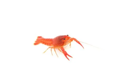 Red Crayfish on isolated Stock Photos