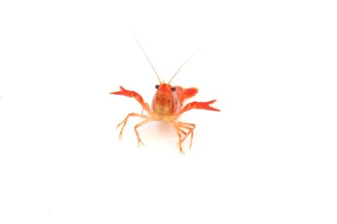Red Crayfish on isolated Foto stock