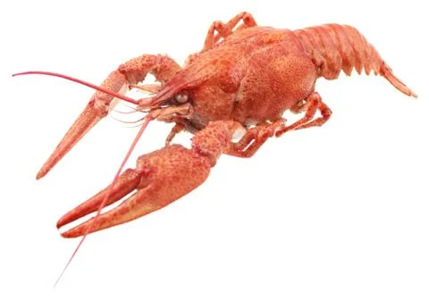 Red crayfish isolated on white background Stock Photos