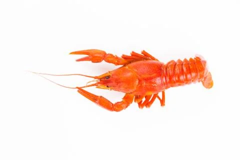 Red crayfish isolated on a white Stock Photos