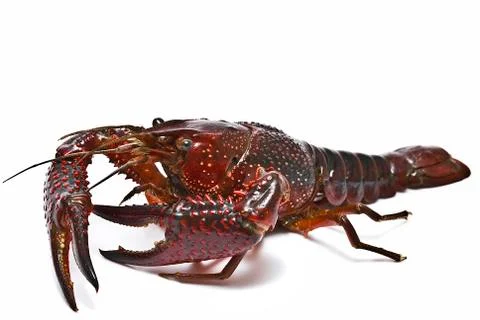 Red crayfish. Stock Photos