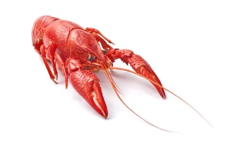 Red crayfish Stock Photos