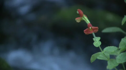 Red creek flower Stock Footage 23390610