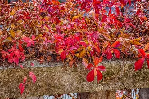 Red creeper on old stone parapet Foto stock