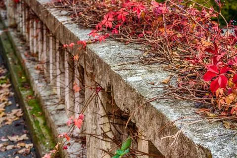 Red creeper on old stone parapet 库存照片