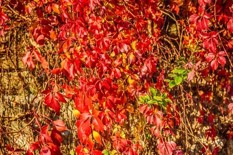 Red creeper on old wall Stock Photos