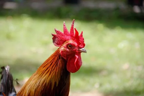 Red crest of rooster head Stock Photos