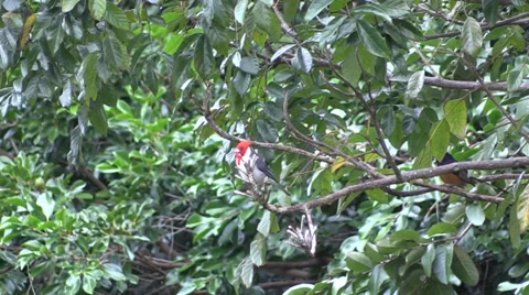 Red Crested Cardinal Stock Footage 35313379