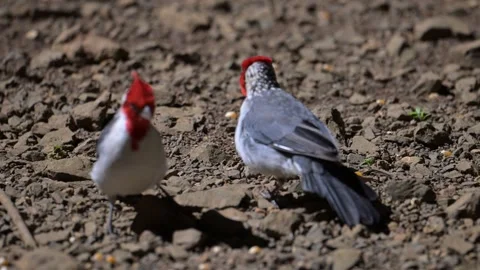 Red Crested Cardinal Stock Footage 295793814