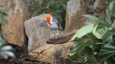 Red-crested cardinal HD Stockbeeldmateriaal 97120985