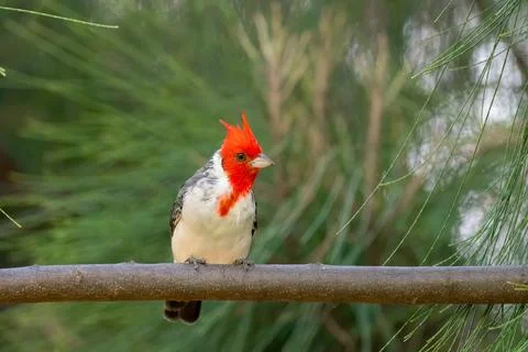 Red crested cardinal perched on a tree Stock Photos