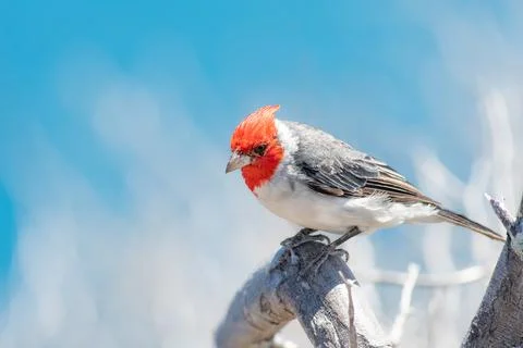 Red crested cardinal perched on a tree Stock Photos
