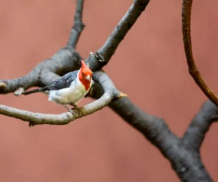 Red crested cardinal Foto stock