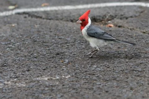 Red-Crested Cardinal Stock Photos
