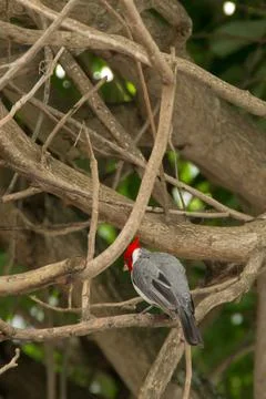 Red-crested cardinal Foto stock