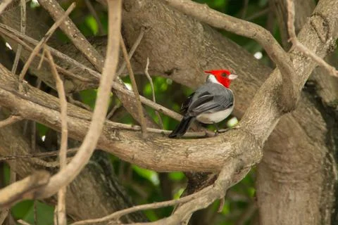 Red-crested cardinal Stock Photos