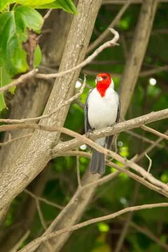 Red-crested cardinal Stock Photos
