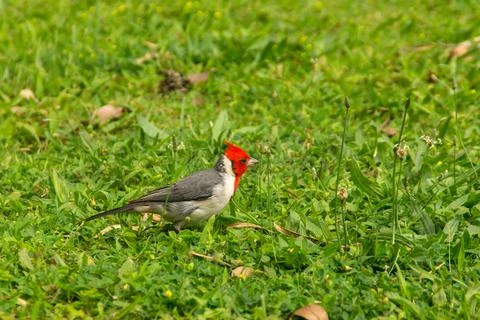 Red-crested cardinal Stock Photos