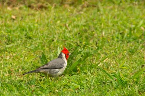 Red-crested cardinal Stock Photos
