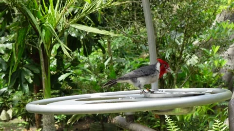 Red-crested cardinal white red grey bird eating Stock Footage 295037313