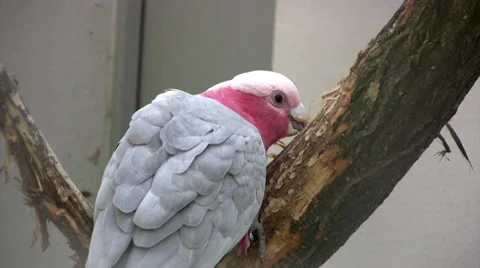 Red crested cockatoo Stock Footage 42086445