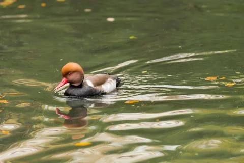 Red crested duck in different situations inside a city pond Stock Photos