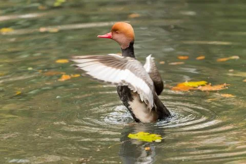 Red crested duck in different situations inside a city pond Stock Photos