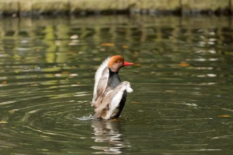 Red crested duck in different situations inside a city pond Foto stock