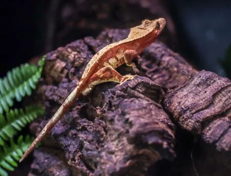 Red Crested Gecko Stock Photos