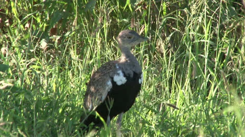 Red-crested Korhaan Stock-Footage 27104074