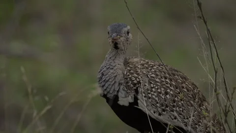 Red Crested Korhaan Stock Footage 296297740