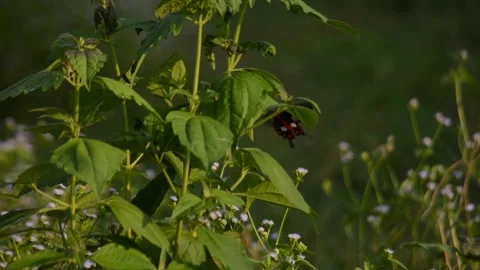 Red-Crested Moth or Butterfly Flying Among Green Foliage and Wildflowers 库存影片 347718541