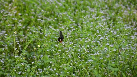 Red-Crested Moth or Butterfly Flying Among Green Foliage and Wildflowers 库存影片 347718840