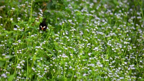 Red-Crested Moth or Butterfly Flying Among Green Foliage and Wildflowers 库存影片 347721094