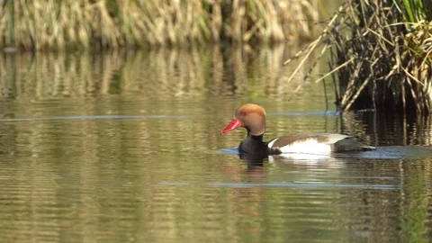 Red-crested pochard diving Stock Footage 122595216