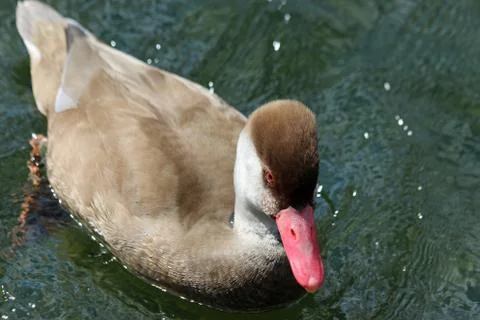 Red crested pochard eclipse male duck Stock Photos
