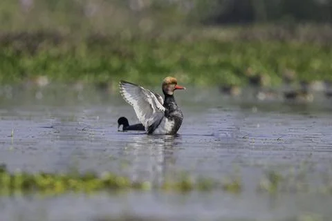 Red Crested Pochard flapping its wings during bath in the natural habitat. Stock Photos