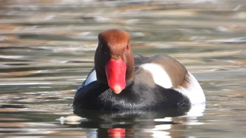 Red crested pochard floating on a lake in close wildlife view - Bird Background Stock Footage 340006706