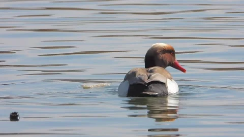 Red crested pochard floating on a lake in close wildlife view - Duck Background Stock Footage 340006854