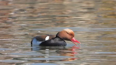 Red crested pochard floating on a lake in close wildlife view - Waterfowl Detail Stock Footage 340006876