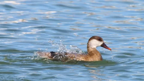 Red Crested Pochard Stock Footage 331464078