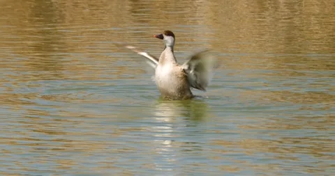 Red Crested Pochard Stock-Footage 331953284