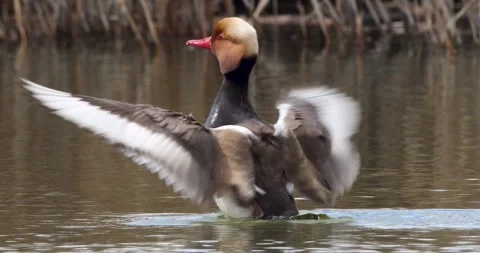 Red Crested Pochard Stock Footage 331989342