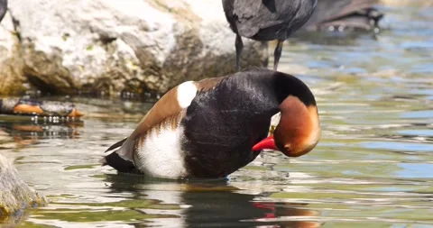 Red Crested Pochard Stock Footage 332156722