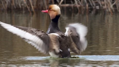 Red Crested Pochard 스톡 동영상 337169663