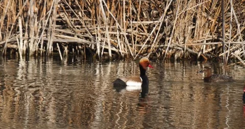 Red Crested Pochard Stock-Footage 342277994