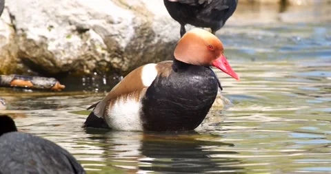 Red Crested Pochard Video stock 342912395