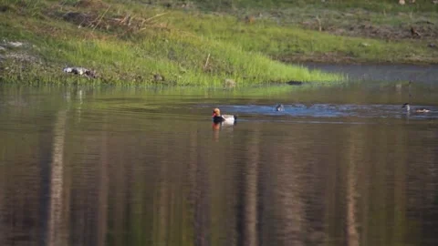 Red crested pochard gracefully traversing the waterbody in Pench national park Stock Footage 304723950