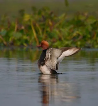 Red crested pochard Stock-Fotos