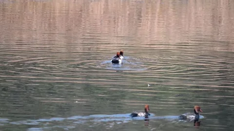 Red crested pochard playing around in Pench national park in amazing lighting Stock Footage 297747671